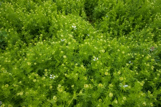 Blooming White Nigella sativa flowers in the field. Top view Texture background photo