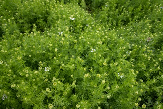 Blooming White Nigella sativa flowers in the field. Top view Texture background photo