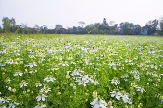 Blooming White Nigella sativa flowers in the field with blue sky. Natural Landscape view photo