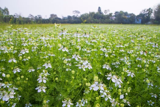 Blooming White Nigella sativa flowers in the field with blue sky. Natural Landscape view photo