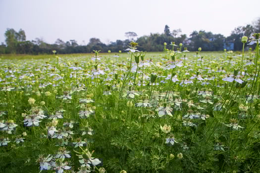 Blooming White Nigella sativa flowers in the field with blue sky. Natural Landscape view photo