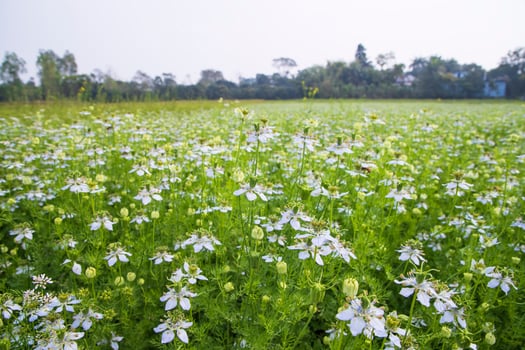 Blooming White Nigella sativa flowers in the field with blue sky. Natural Landscape view photo