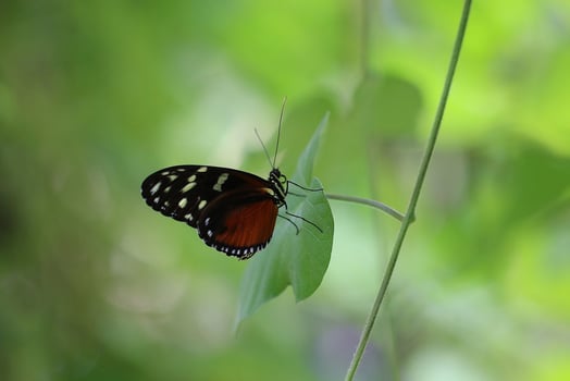 Monarch, Beautiful Butterfly Photography, Beautiful butterfly on flower, Macro Photography, Beautyful Nature photo