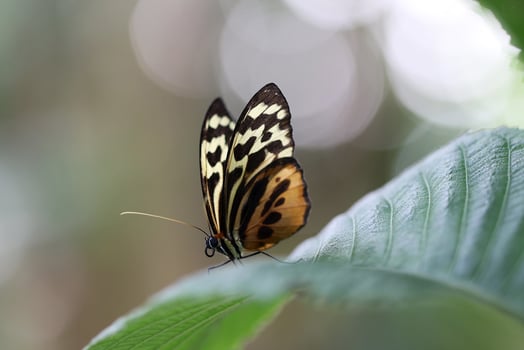 Monarch, Beautiful Butterfly Photography, Beautiful butterfly on flower, Macro Photography, Beautyful Nature photo