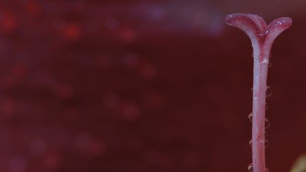 A close up of a red flower with water droplets photo