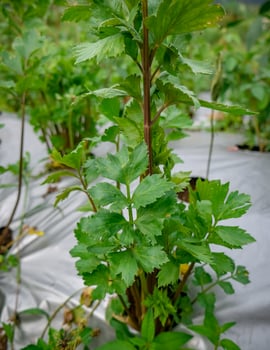Celery plants planted in a farmer's field photo