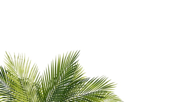 Summer Tropical palm leaves. Exotic palms tree. white Background photo