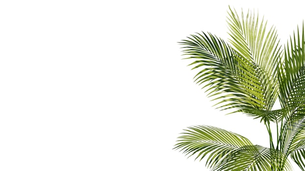 Summer Tropical palm leaves. Exotic palms tree. white Background photo