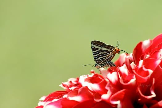 Monarch, Beautiful Butterfly Photography, Beautiful butterfly on flower, Macro Photography, Beautyful Nature photo