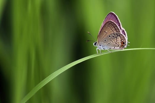 Monarch, Beautiful Butterfly Photography, Beautiful butterfly on flower, Macro Photography, Beautyful Nature photo