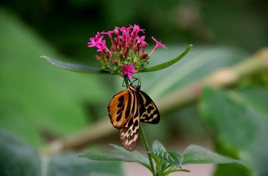 Monarch, Beautiful Butterfly Photography, Beautiful butterfly on flower, Macro Photography, Beautyful Nature photo