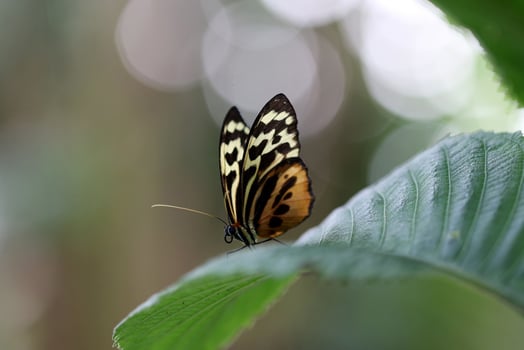 Monarch, Beautiful Butterfly Photography, Beautiful butterfly on flower, Macro Photography, Beautyful Nature photo