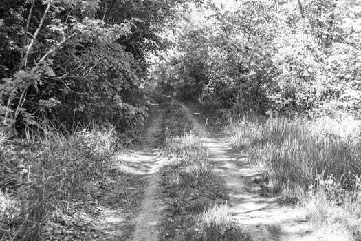Photography on theme beautiful footpath in wild foliage woodland photo
