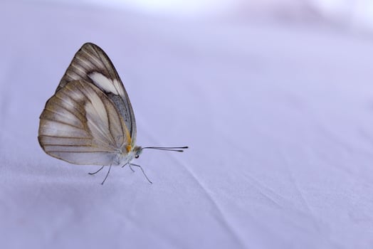 Monarch, Beautiful Butterfly Photography, Beautiful butterfly on flower, Macro Photography, Beautyful Nature photo