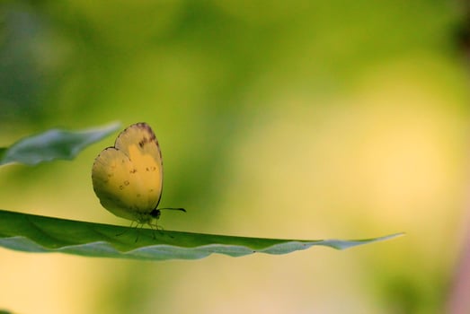 Monarch, Beautiful Butterfly Photography, Beautiful butterfly on flower, Macro Photography, Beautyful Nature photo