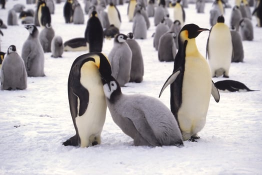 Juvenile Emperor penguin, Aptenodytes forsteri, being fed in the colony near the British Haley Antarctic station, Atka Bay, Weddell Sea, Antarctica photo