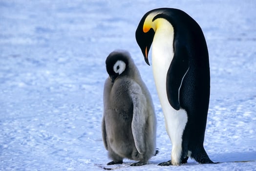 Adult and juvenile Emperor penguins, Aptenodytes forsteri, on ice floe, Atka Bay, Weddell Sea, Antarctica photo