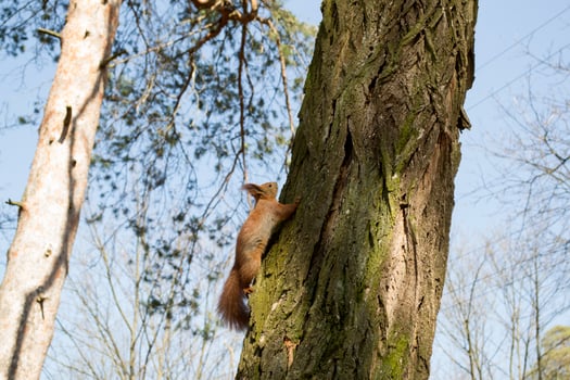 Funny red squirrel on trunck of tree. photo