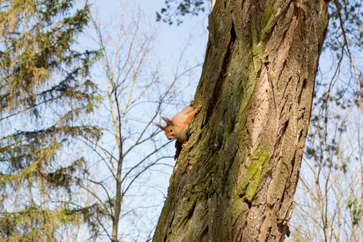 Funny red squirrel on trunck of tree. photo