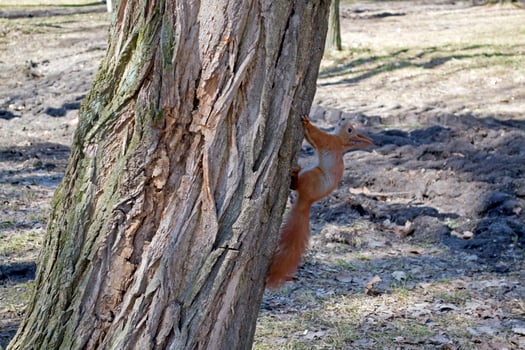 Funny red squirrel on trunck of tree. photo