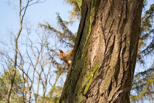 Funny red squirrel on trunck of tree. photo