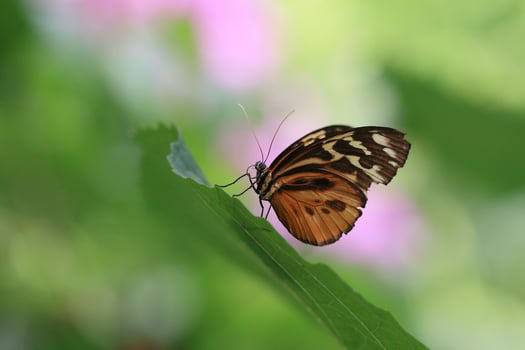 Monarch, Beautiful Butterfly Photography, Beautiful butterfly on flower, Macro Photography, Beautyful Nature photo
