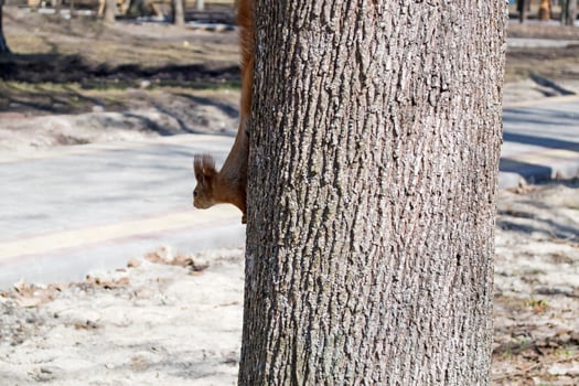 Funny red squirrel on trunck of tree. photo