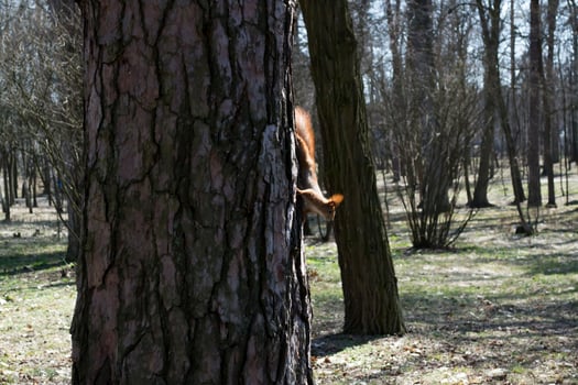 Funny red squirrel on trunck of tree. photo