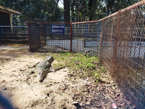 a crocodile in a cage at a zoo photo