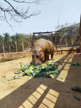 A group of hippos are eating at the zoo photo