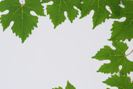 Leafy Elegance Grape Leaves Adorn White Paper Mockup, A Delicate Fusion of Nature's Charm on Display photo