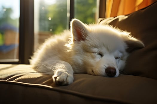 AI generated Close-up of a white fluffy sleeping dog on a sofa indoors photo