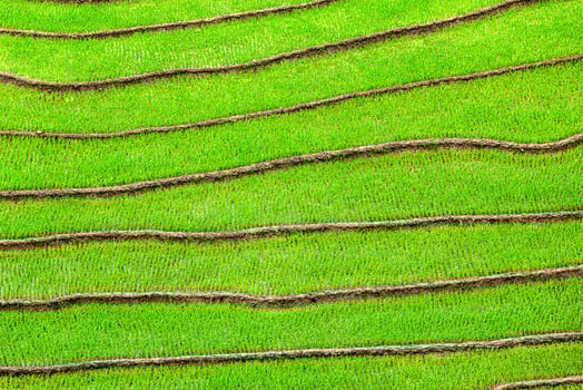 Rice field terraces photo