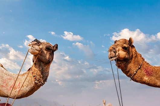 Camels in India photo
