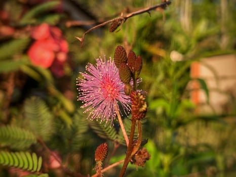 Mimosa flower, wild flower photo