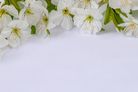 Ethereal Blossom Celebrating the Beauty of White Cherry Blossom, Nature's Delicate Floral Symphony photo