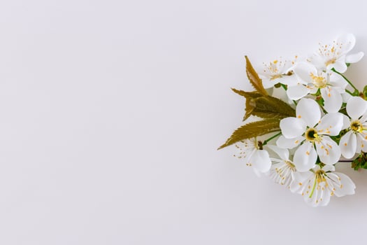 Ethereal Blossom Celebrating the Beauty of White Cherry Blossom, Nature's Delicate Floral Symphony photo