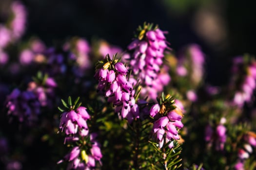 Pink heather sprigs on a plant in the ground in winter, ericaceae, calluna vulgaris photo