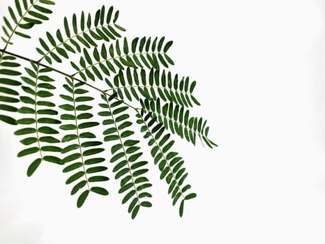 the green shoots of Parkia speciosa leaves photo