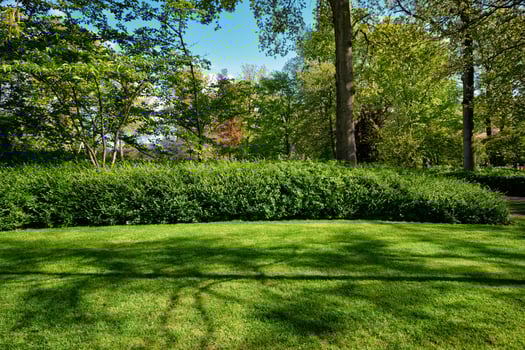 Green lawn in Keukenhof flower garden, Netherlands photo