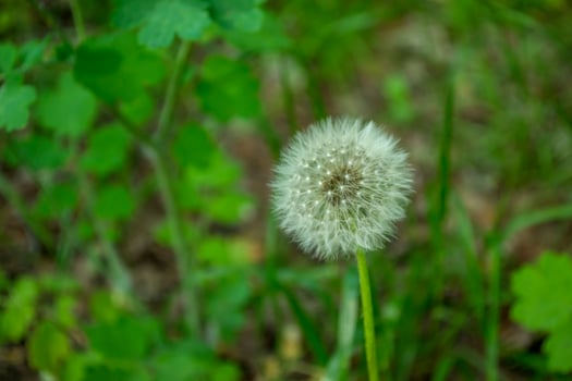 Dandelion macro shot photo