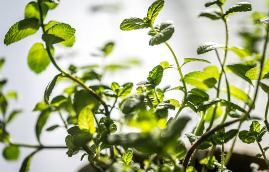 Bunch of fresh mint photo