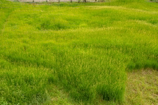 Landscape green savanna on the nature village with cloudy vibes. The photo is suitable to use for adventure content media, nature poster and for landscape background.