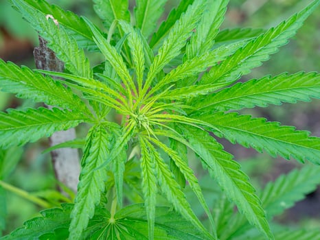 Close-up of cannabis plant growing at outdoors marijuana farm. The texture of marijuana leaves. Space for text. Concept of cannabis plantation for medical photo