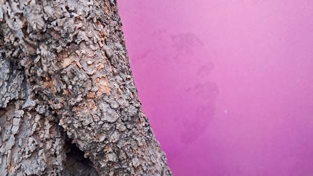 a tree trunk against a purple wall photo