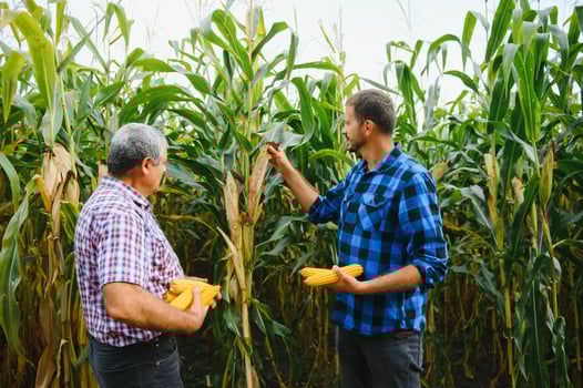 farmer and an agronomist working in field inspect ripening corn cobs. two Businessman checks ripening of corn cobs. concept of agricultural business. I work as businessman in agriculture photo