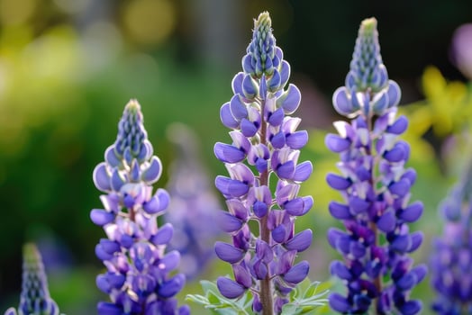 AI generated Close up of purple lupin flowers in bloom photo