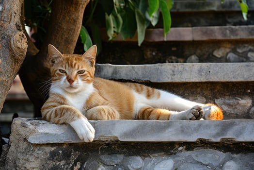 AI generated Cat relaxing on stairs with a tree behind it, in the style of Buddhist art and architecture. photo