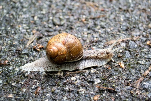 Snail on asphalt after rain. Wild nature close up. photo