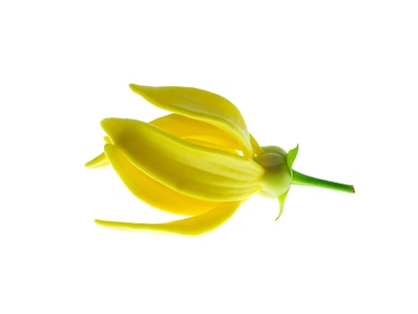 fragrant flowers of climbing ylang-ylang photo